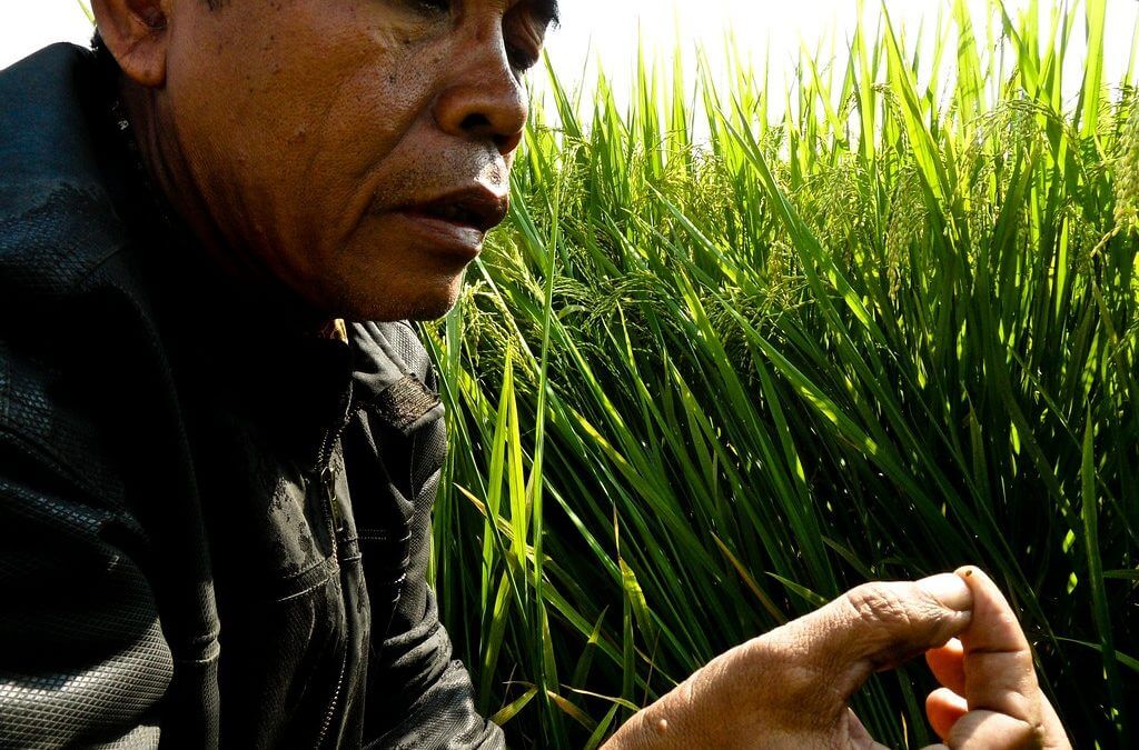 Indonesian Church Goes to Court for Farmers